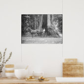 Carriage in the Hollow Tree, Stanley Park, Poster (Keuken)