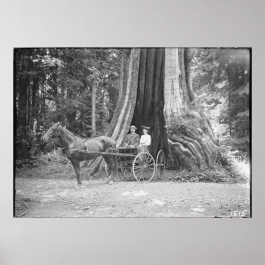 Carriage in the Hollow Tree, Stanley Park, Poster (Voorkant)