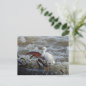 CARRIBEAN BIRD BRIEFKAART #1 (Staand voorkant)