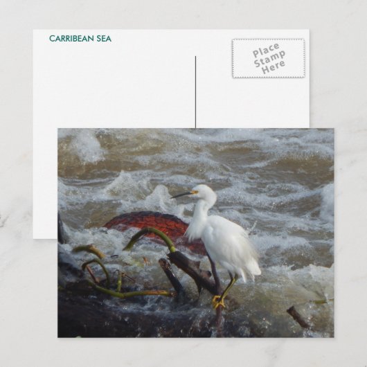 CARRIBEAN BIRD BRIEFKAART #1 (Voorkant / Achterkant)