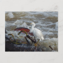 CARRIBEAN BIRD BRIEFKAART #1