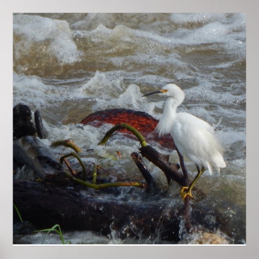 CARRIBEAN BIRD POSTER (Voorkant)