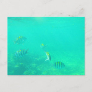 CARRIBEAN ZEE #5 BRIEFKAART