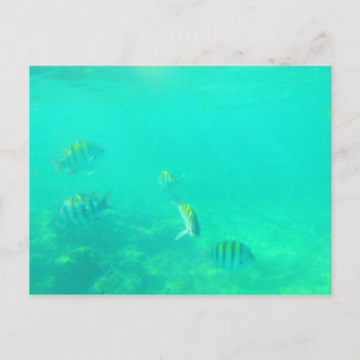 CARRIBEAN ZEE #5 BRIEFKAART