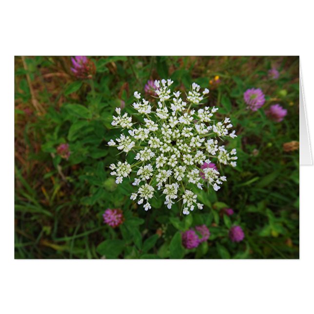 Carrot Blossom (Voorkant Horizontaal)