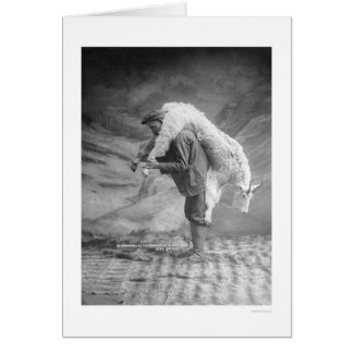 Carry Goat Alaska 1905