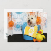 Carson - West Highland Terrier -6 Briefkaart (Voorkant / Achterkant)