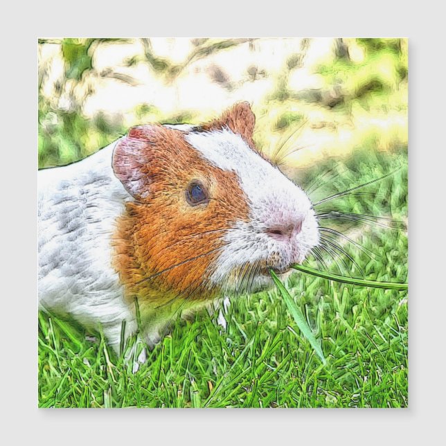 CArt Guinee Pig (Voorkant)