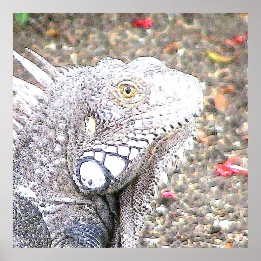 CArt Iguana Poster (Voorkant)