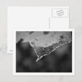 Cartão Postal - Folha teia (Nº1) Briefkaart (Voorkant / Achterkant)