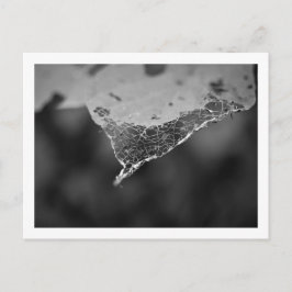 Cartão Postal - Folha teia (Nº1) Briefkaart