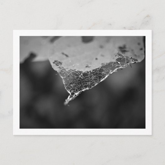 Cartão Postal - Folha teia (Nº1) Briefkaart (Voorkant)