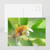 Cartão Postal Mangangá Briefkaart (Voorkant / Achterkant)