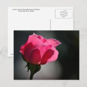 Cartão Postal - Rosa (Casa das Rosas)|Nº5 Briefkaart (Voorkant / Achterkant)