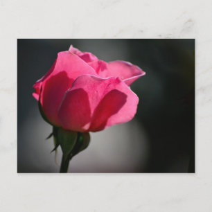 Cartão Postal - Rosa (Casa das Rosas) Nº5 Briefkaart