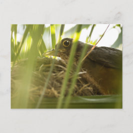 Cartão Postal - Sabiá-Laranjeira | Nº11 Briefkaart