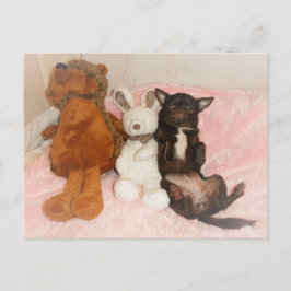 carte chihuahua marron nounours peluches humor briefkaart
