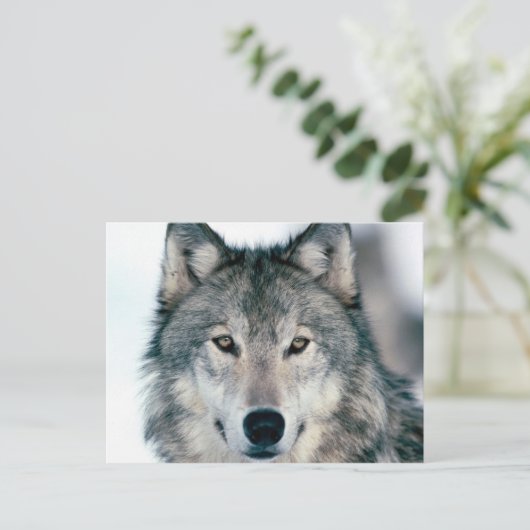 carte postal loup briefkaart (Staand voorkant)