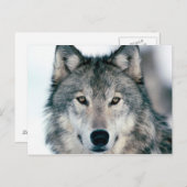 carte postal loup briefkaart (Voorkant / Achterkant)