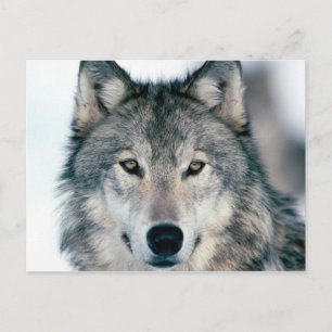carte postal loup briefkaart