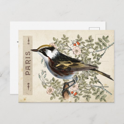 Carte Postale Bird Set 2 of 4 (Paris Roos Bird) Briefkaart (Voorkant / Achterkant)