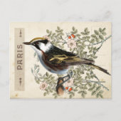 Carte Postale Bird Set 2 of 4 (Paris Roos Bird) Briefkaart (Voorkant)