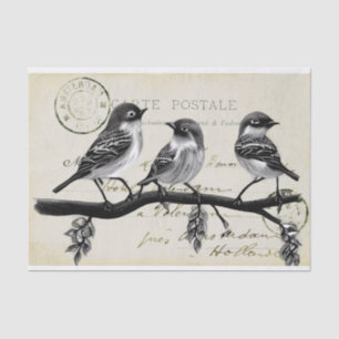 Carte Postale Birds on a Branch (Frans Briefkaart) Tissuepapier