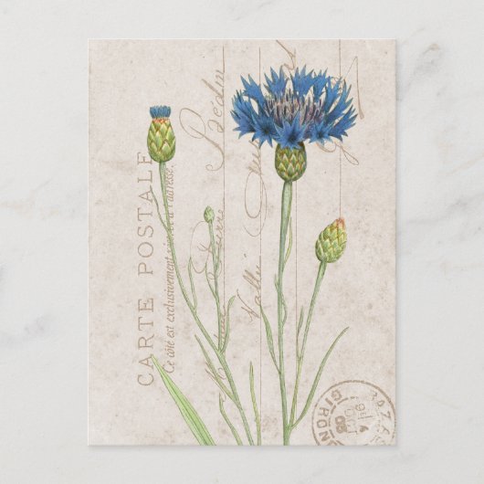 Carte Postale Blue Cornflower Franse Floral Briefkaart (Voorkant)