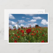 carte postale champs de coquelicot briefkaart (Voorkant / Achterkant)