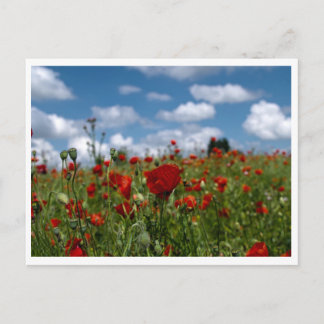 carte postale champs de coquelicot briefkaart
