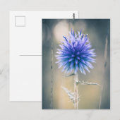 Carte postale Chardon bleu Briefkaart (Voorkant / Achterkant)