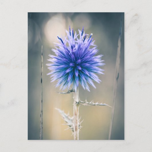 Carte postale Chardon bleu Briefkaart (Voorkant)