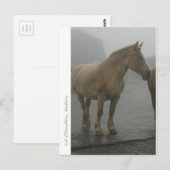 Carte postale cheval sous la pluie briefkaart (Voorkant / Achterkant)