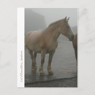Carte postale cheval sous la pluie briefkaart