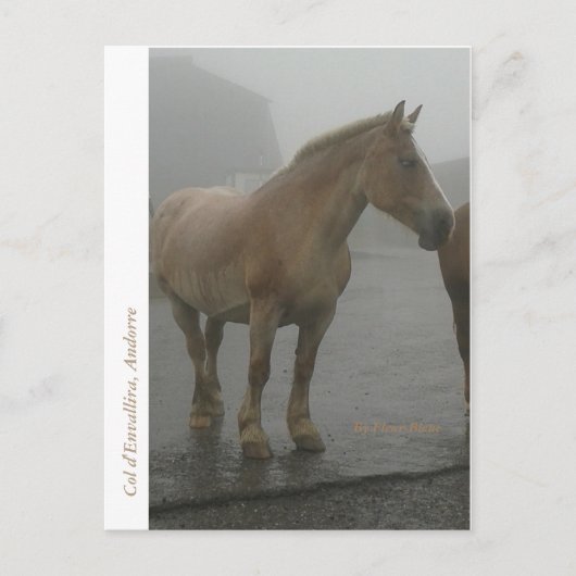 Carte postale cheval sous la pluie briefkaart (Voorkant)