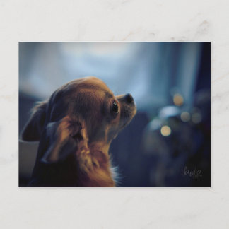 Carte postale, chien chihuahua briefkaart