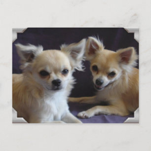Carte postale chien chihuahua humor briefkaart