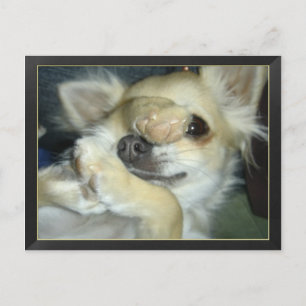 Carte postale chien chihuahua humor briefkaart
