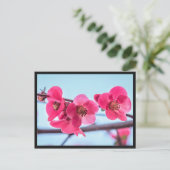 Carte postale Cognassier du Japon Briefkaart (Staand voorkant)