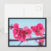 Carte postale Cognassier du Japon Briefkaart (Voorkant / Achterkant)