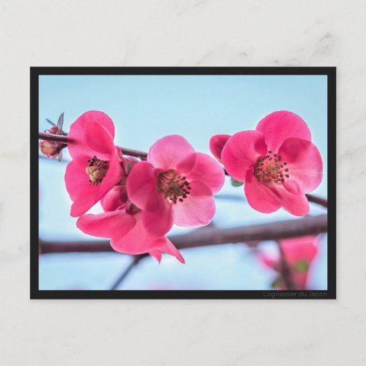 Carte postale Cognassier du Japon Briefkaart (Voorkant)