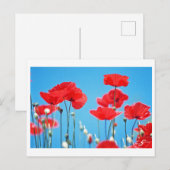 Carte postale Coquelicots de Provence Briefkaart (Voorkant / Achterkant)