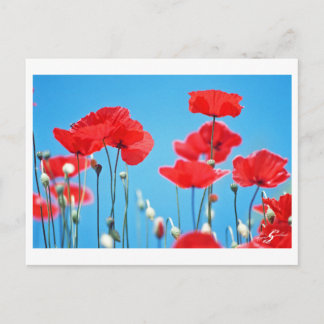 Carte postale Coquelicots de Provence Briefkaart