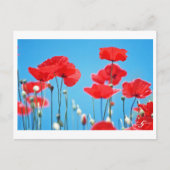 Carte postale Coquelicots de Provence Briefkaart (Voorkant)