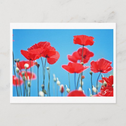 Carte postale Coquelicots de Provence Briefkaart (Voorkant)