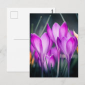 Carte postale Crocus Briefkaart (Voorkant / Achterkant)