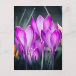 Carte postale Crocus Briefkaart