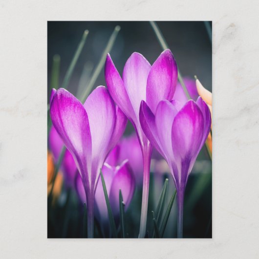 Carte postale Crocus Briefkaart (Voorkant)