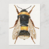 Carte Postale Dessin bourdon Briefkaart (Voorkant)