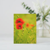 Carte postale - fleurs de coquelicots briefkaart (Staand voorkant)